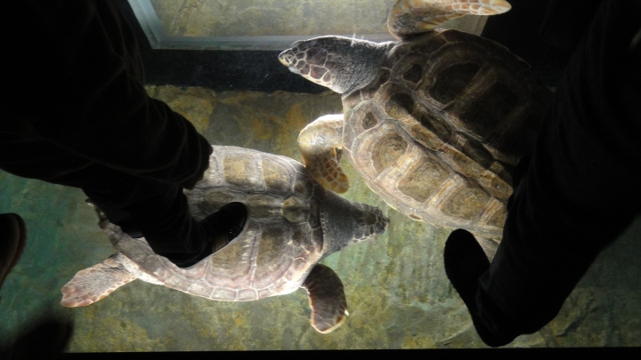 Turtles beneath us at the Lisbon Aquarium