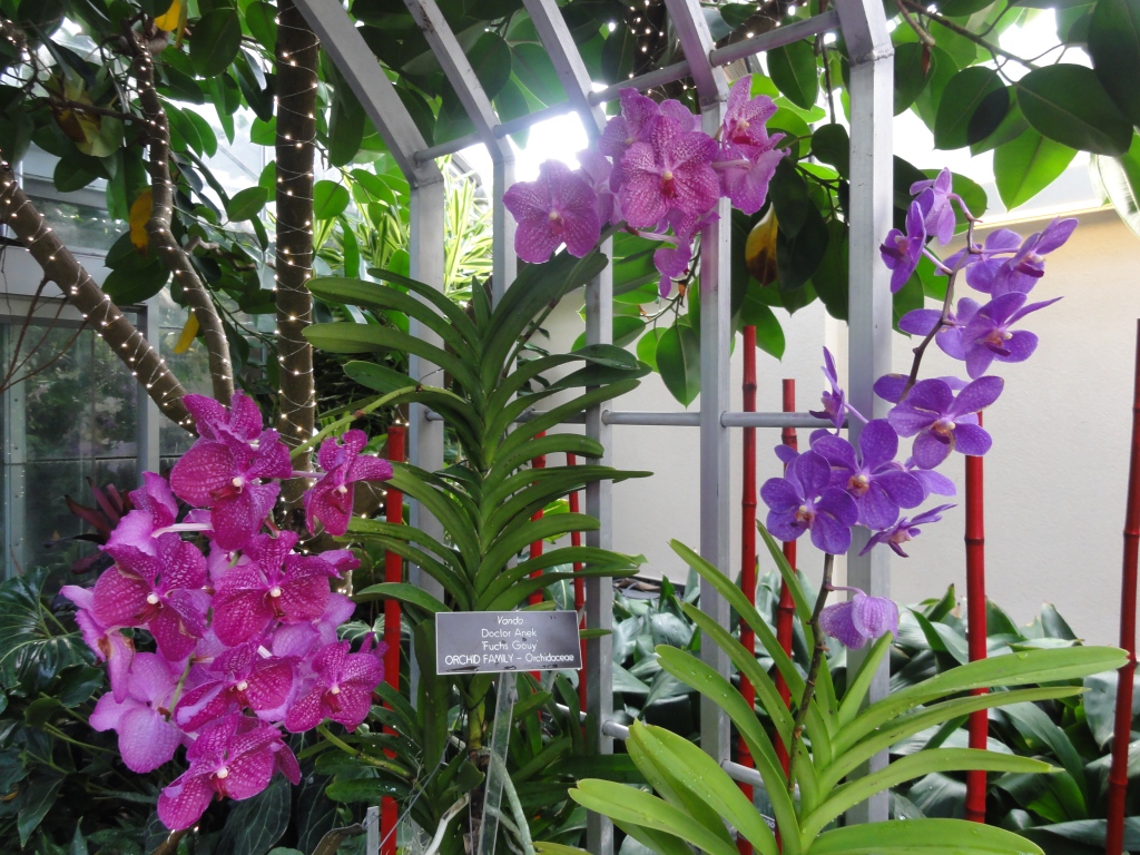 Orchids in bloom!